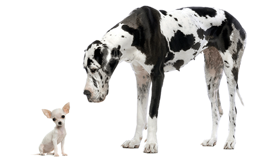 1660316664232 Littledognexttoabigdog