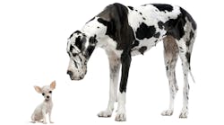 1660316664232 Littledognexttoabigdog 1660316664232 Littledognexttoabigdog