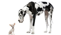 1660316664232 Littledognexttoabigdog 1660316664232 Littledognexttoabigdog