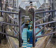 Automated-Dairy-Header-LP Automated-Dairy-Header-LP