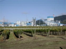 CG0904_Celulosa1 CG0904_Celulosa1