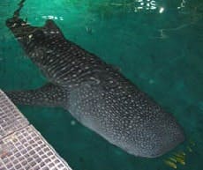 article_021_fig2 article_021_fig2