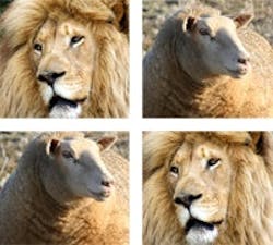 1660604869674 Cg1103 Lamblion 1660604869674 Cg1103 Lamblion