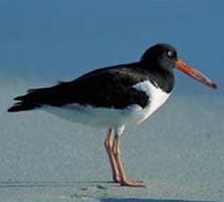 1660604900743 Cg1101 Oyster 1660604900743 Cg1101 Oyster