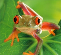 1660605007312 Cg1006 Frog