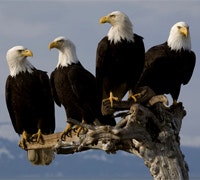 1660605198853 Cg1001 Atebutton