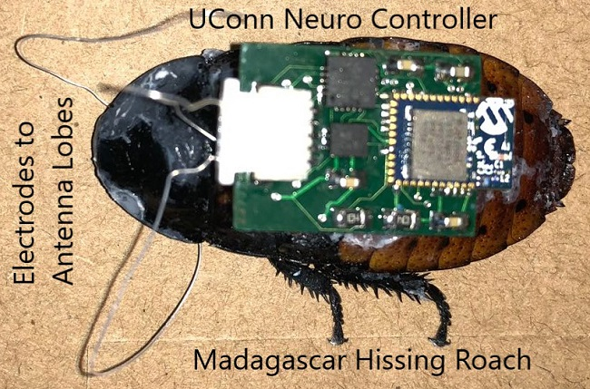 1661881134838 Cockroachwithimplantedneurocontroller1