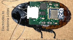 cockroach-with-implanted-neuro-controller-1