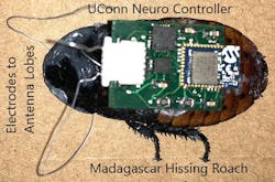 1661881134838 Cockroachwithimplantedneurocontroller1 1661881134838 Cockroachwithimplantedneurocontroller1