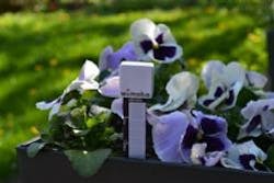 1661891396385 Gi 70616 Growmote In Pansies 1661891396385 Gi 70616 Growmote In Pansies