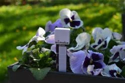 gI_70616_Growmote_in_pansies gI_70616_Growmote_in_pansies