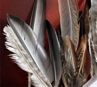 1661898332816 Cg1006 Birds