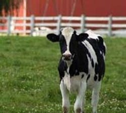 1661898372258 Cg1010 Cow 1661898372258 Cg1010 Cow