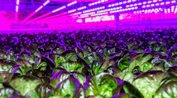 Indoor, vertical, eco-friendly farming company 80 Acres and its proprietary Loop production platform are using Siemens power distribution, security, building management and industrial automation technologies, as well as its HMIs and edge devices, to foster sustainable, healthy, traceable and more productive farming practices. Siemens discussing developing a digital twin that simulates the farm, plant growth and production process to predict growth under diverse conditions. Source: 80 Acres and Siemens