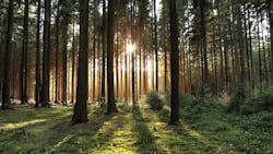 65fd88ccb960a4001ef13586 See The Forest 65fd88ccb960a4001ef13586 See The Forest