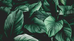 Artificial leaves Artificial leaves