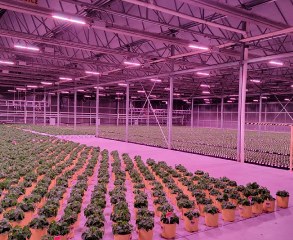 Figure 1: Experimenting with lighting and temperature at an indoor test garden, Costa Farms grows 1,500 varieties of houseplants on a total of 5,200 acres at production facilities in the southeastern U.S.