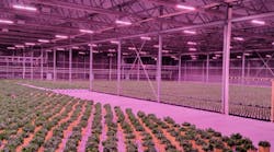 Figure 1: Experimenting with lighting and temperature at an indoor test garden, Costa Farms grows 1,500 varieties of houseplants on a total of 5,200 acres at production facilities in the southeastern U.S. Figure 1: Experimenting with lighting and temperature at an indoor test garden, Costa Farms grows 1,500 varieties of houseplants on a total of 5,200 acres at production facilities in the southeastern U.S.