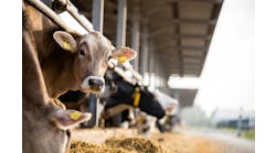 Curious cow looking to the camera at cattle farm. Curious cow looking to the camera at cattle farm.