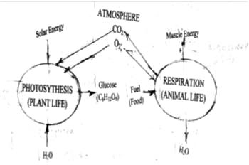 Figure 1: In the preindustrial 'Natural Energy Age,' the energy needs of humans were mostly met by eating and burning vegetation. Figure 1: In the preindustrial 'Natural Energy Age,' the energy needs of humans were mostly met by eating and burning vegetation.