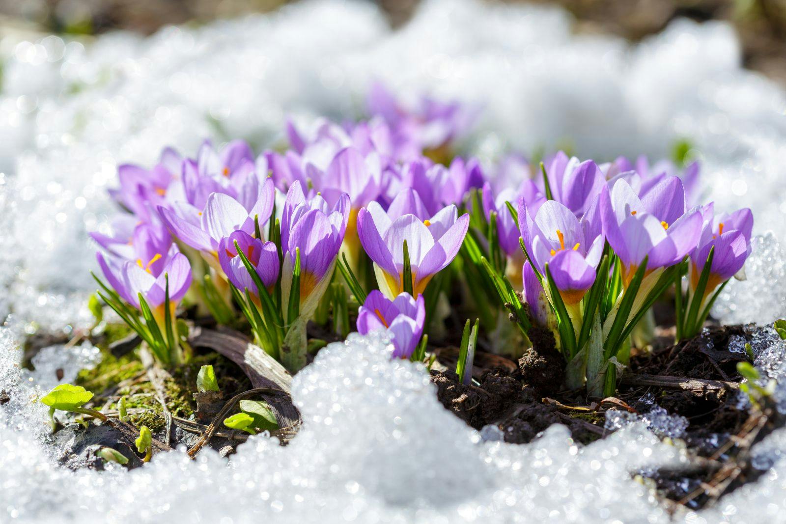 New virtualization tools keep sprouting