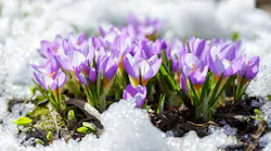 Close up of crocus flowers blooming in snow covering.
