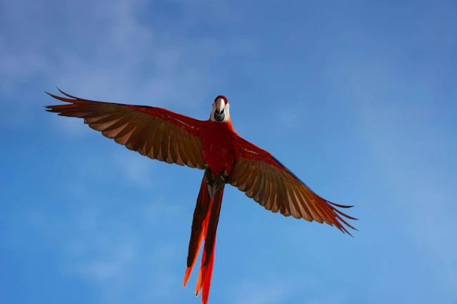 Scarlet macaw parrot flying free against the blue sky