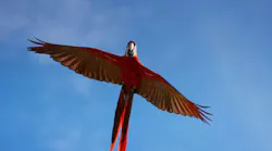 Scarlet macaw parrot flying free against the blue sky