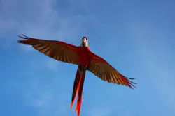 Scarlet macaw parrot flying free against the blue sky