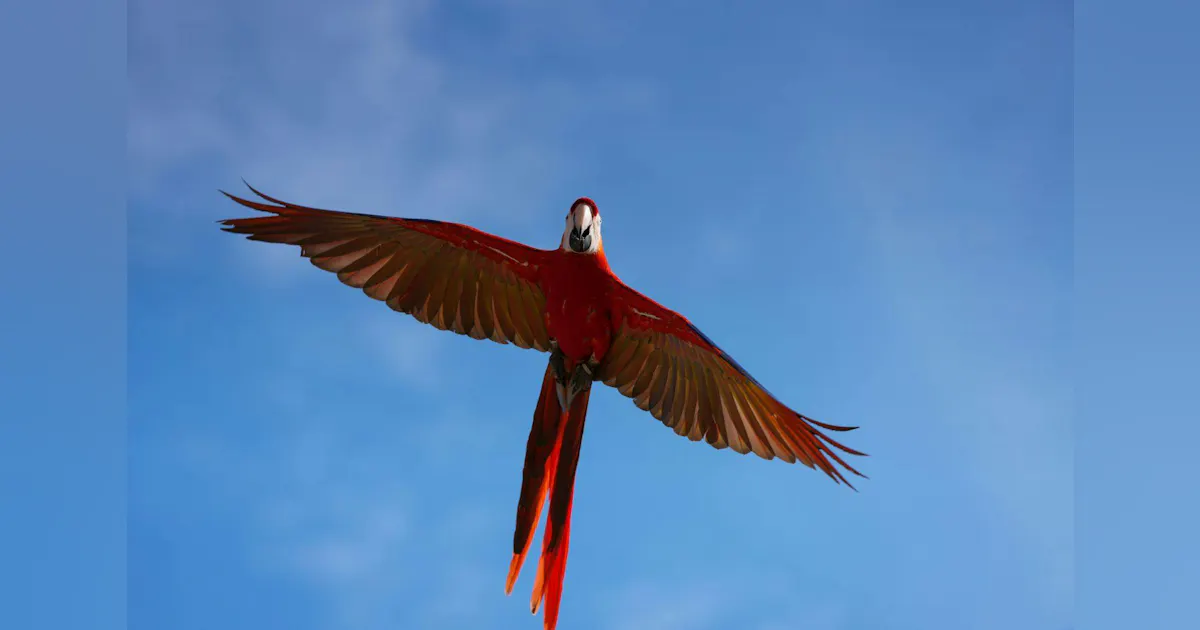 Don't be a parrot